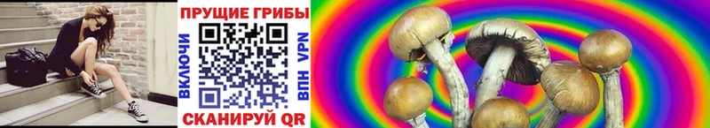 MEGA   Кириши  Галлюциногенные грибы Cubensis 